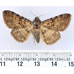 /filer/webapps/moths/media/images/S/setifera_Beriodesma_AF_BMNH.jpg