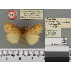 /filer/webapps/moths/media/images/M/madagascariensis_Laelia_HT_BMNHa.jpg