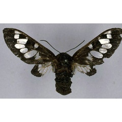 /filer/webapps/moths/media/images/F/fenestrata_Balacra_HT_BMNH_01.jpg