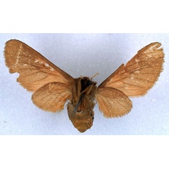 /filer/webapps/moths/media/images/D/didyma_Metarctia_AT_BMNH_02.jpg