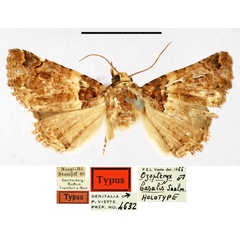 /filer/webapps/moths/media/images/B/basalis_Ozopteryx_HT_SNMF.jpg