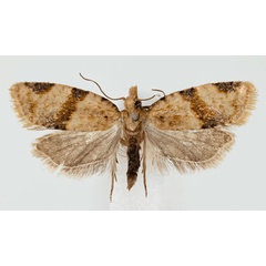/filer/webapps/moths/media/images/H/hedrastis_Clepsis_AM_NHMO.jpg