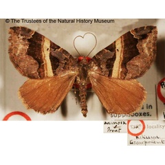 /filer/webapps/moths/media/images/A/animosa_Ecpetala_STF_BMNH.jpg