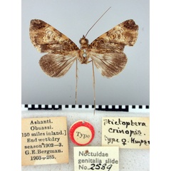 /filer/webapps/moths/media/images/C/crinopis_Stictopera_HT_BMNH.jpg
