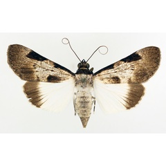 /filer/webapps/moths/media/images/M/melanoplaga_Audea_AF_TMSA_01.jpg