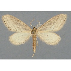 /filer/webapps/moths/media/images/S/stenoptila_Zygophyxia_AM_TMSA.jpg