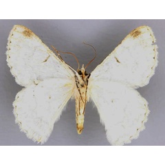 /filer/webapps/moths/media/images/D/distensaria_Pingasa_AF_ZSMb.jpg