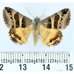 /filer/webapps/moths/media/images/E/euclidioides_Grammodes_AM_BMNH.jpg