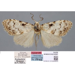 /filer/webapps/moths/media/images/S/saalmuelleri_Roeselia_PT_BMNH.jpg