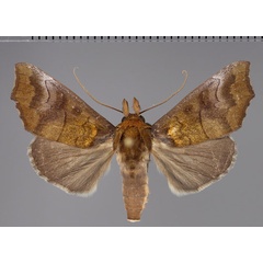 /filer/webapps/moths/media/images/E/endochlora_Anomis_AM_Fiebig.jpg