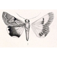 /filer/webapps/moths/media/images/I/illustrata_Cerocala_HT_Holland.jpg