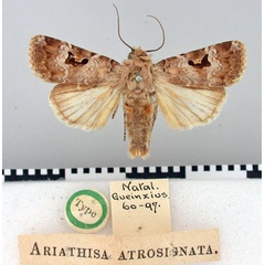 /filer/webapps/moths/media/images/A/atrosignata_Ariathisa_HT_BMNH.jpg