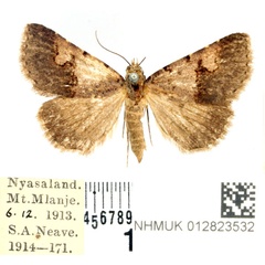 /filer/webapps/moths/media/images/C/culminifera_Baniana_AF_BMNH.jpg