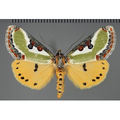 /filer/webapps/moths/media/images/C/capensis_Ovios_A_Fiebig.jpg