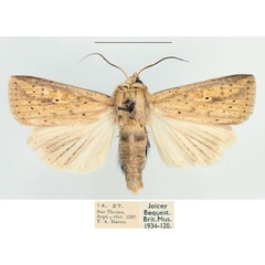 /filer/webapps/moths/media/images/P/pyrausta_Mythimna_AM_BMNH.jpg