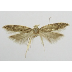 /filer/webapps/moths/media/images/F/ferulata_Parapsectris_LT_TMSA.jpg
