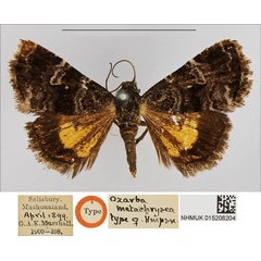 /filer/webapps/moths/media/images/M/metachrysea_Ozarba_HT_NHMUK.jpg