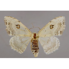 /filer/webapps/moths/media/images/F/figurata_Somatina_A_ZSM_01.jpg