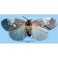 /filer/webapps/moths/media/images/A/albimacula_Palasea_HT_SNHM_01.jpg
