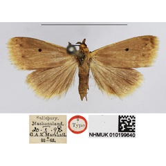 /filer/webapps/moths/media/images/U/unipuncta_Xanthoptera_HT_NHMUK.jpg