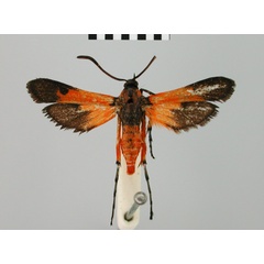 /filer/webapps/moths/media/images/F/flammans_Pyranthrene_AF_BMNH.jpg