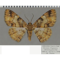 /filer/webapps/moths/media/images/E/eurygnathus_Zamarada_AF_ZSM.jpg