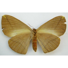/filer/webapps/moths/media/images/S/splendida_Acrojana_HT_BMNHb.jpg