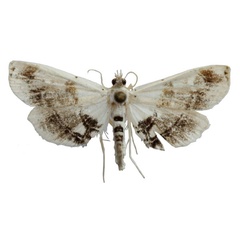 /filer/webapps/moths/media/images/A/aarviki_Goniophysetis_HT_NHMO.jpg