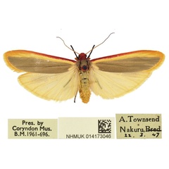 /filer/webapps/moths/media/images/N/nakuru_Birketsmithiola_PTF_BMNH.jpg