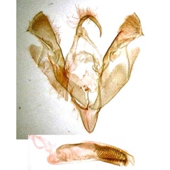 /filer/webapps/moths/media/images/F/fuscirufa_Lycophotia_GMST_BMNH.jpg