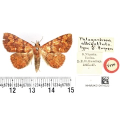 /filer/webapps/moths/media/images/A/albiguttula_Phlogochroa_HT_BMNH.jpg