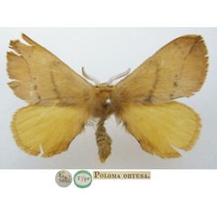 /filer/webapps/moths/media/images/O/obtusa_Poloma_HT_NHMUKa.jpg