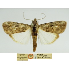 /filer/webapps/moths/media/images/R/retracta_Audea_LT_BMNH.jpg