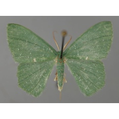 /filer/webapps/moths/media/images/D/delicataria_Prasinocyma_A_ZSM_01.jpg