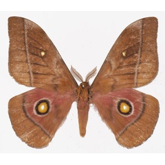 /filer/webapps/moths/media/images/N/nyassana_Gonimbrasia_AM_Basquina.jpg