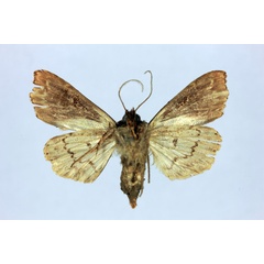 /filer/webapps/moths/media/images/C/cariei_Eriopus_HT_MNHNb.jpg