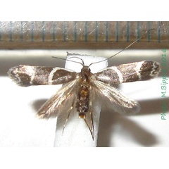 /filer/webapps/moths/media/images/L/laqueata_Taragmarcha_AF_Bippus.jpg