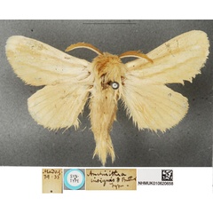 /filer/webapps/moths/media/images/I/insignis_Anchirithra_LT_BMNH.jpg