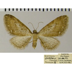 /filer/webapps/moths/media/images/J/jacksoni_Eupithecia_PTF_ZSM.jpg