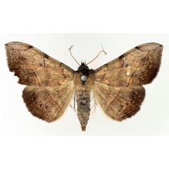 /filer/webapps/moths/media/images/I/irrorata_Anticarsia_AF_TMSA_01.jpg