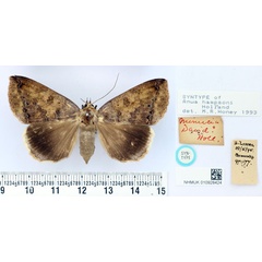 /filer/webapps/moths/media/images/H/hampsoni_Anua_PTF_BMNH.jpg