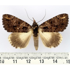 /filer/webapps/moths/media/images/V/vadoni_Nagia_AF_BMNH.jpg