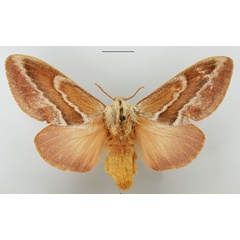 /filer/webapps/moths/media/images/C/capensis_Eutricha_AF_TMSA.jpg