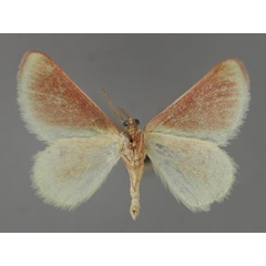 /filer/webapps/moths/media/images/R/ruficiliaria_Eucrostes_A_ZSM_02.jpg
