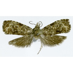 /filer/webapps/moths/media/images/N/nigeriana_Afrothreutes_HT_ZMJU.jpg
