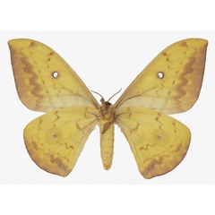 /filer/webapps/moths/media/images/X/xerophilus_Aurivillius_AF_Basquinb.jpg