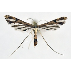 /filer/webapps/moths/media/images/P/pusillidactylus_Lantanophaga_A_NHMO_02.jpg