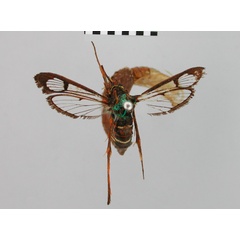 /filer/webapps/moths/media/images/L/leptosceles_Synanthedon_AF_BMNH.jpg