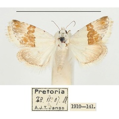 /filer/webapps/moths/media/images/S/seminivea_Eublemma_A_BMNH_02.jpg