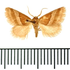 /filer/webapps/moths/media/images/I/intacta_Halseyia_AM_BMNH.jpg